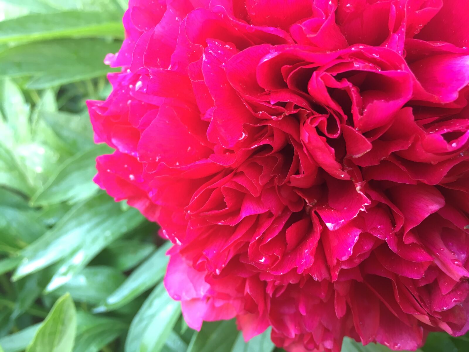 Apple iPhone 6s sample photo. Peony photography