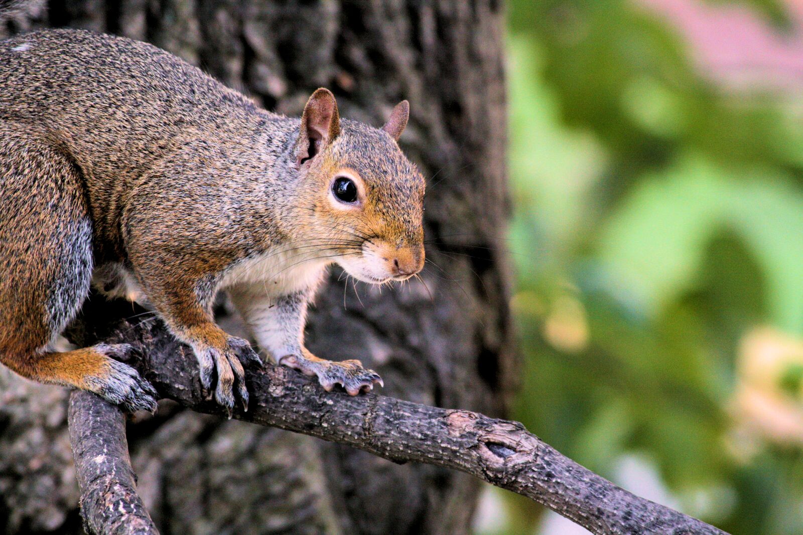 Canon EOS 1000D (EOS Digital Rebel XS / EOS Kiss F) sample photo. Animal, nature, squirrel, tree photography