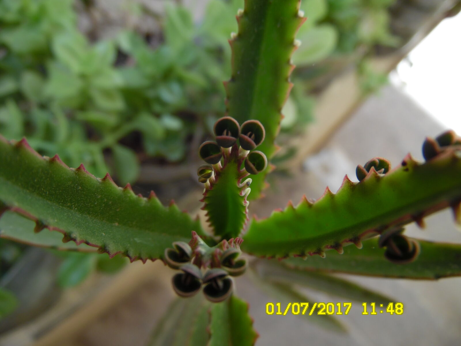 Samsung WB1100F/WB1101F/WB1102F sample photo
