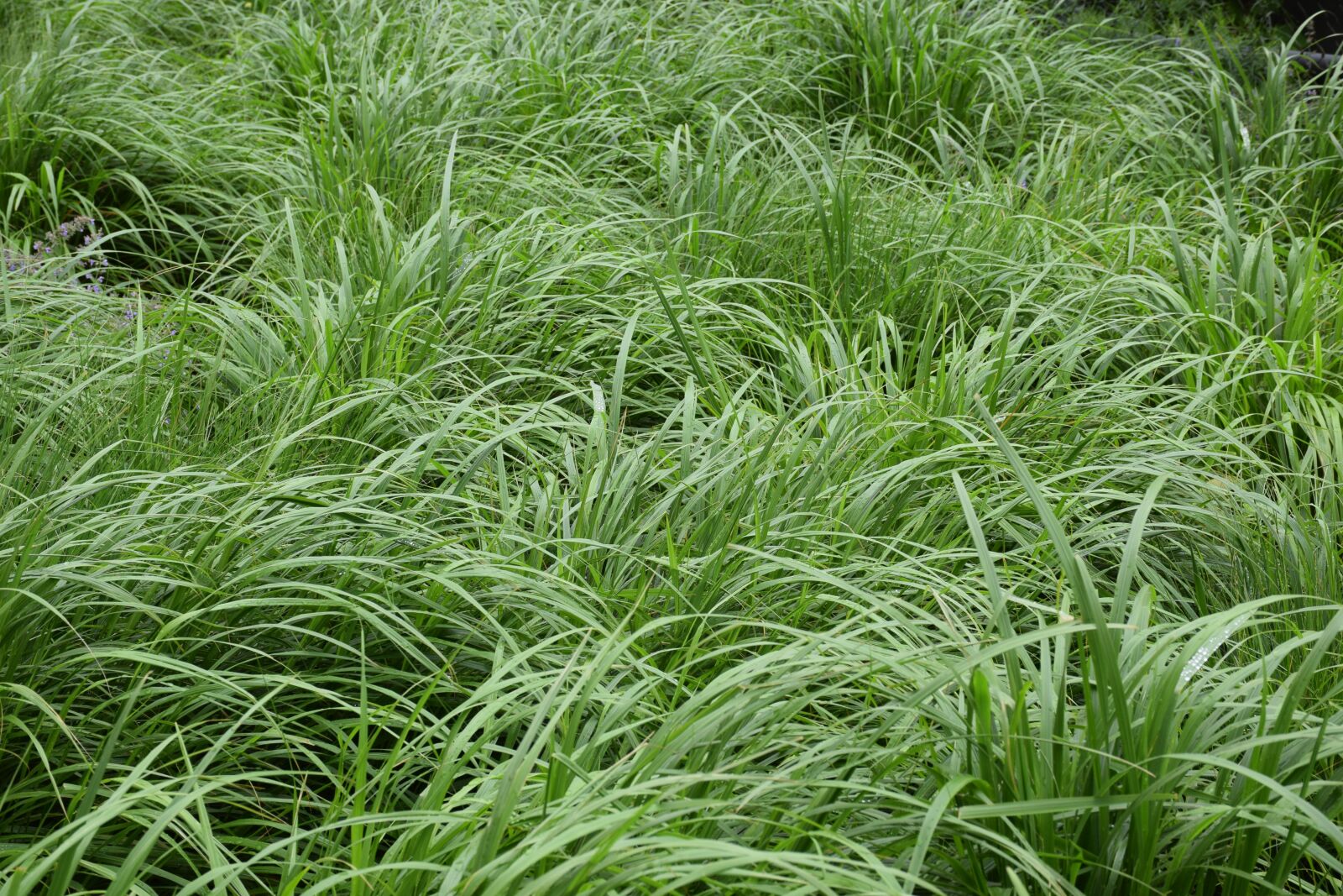 Nikon D3300 sample photo. Grass, green, meadow photography