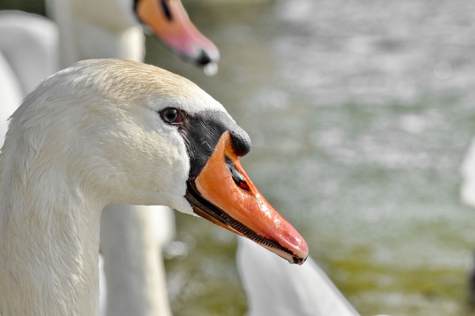 Nikon D5500 sample photo. Flock, swan, aquatic bird photography