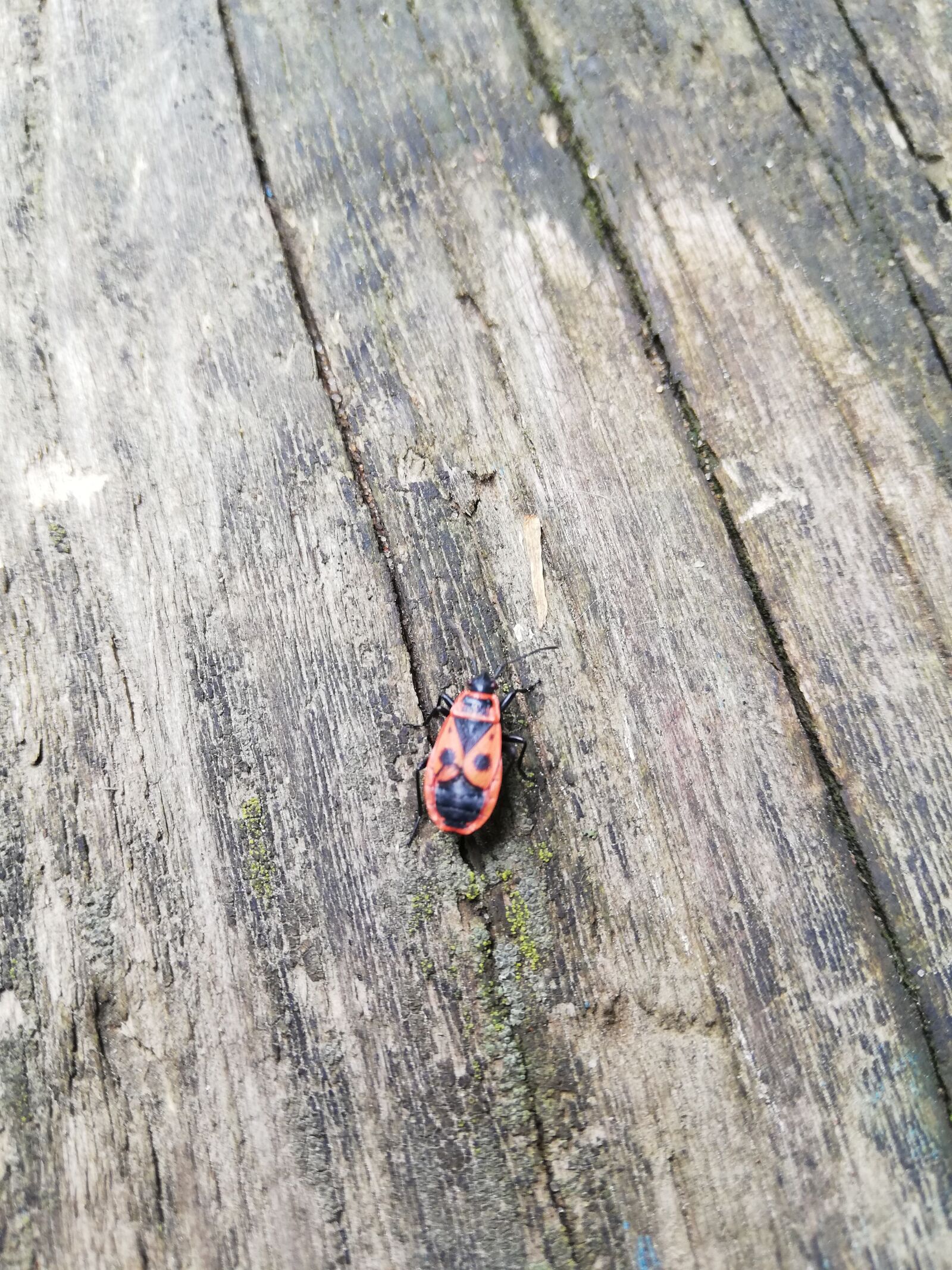 HUAWEI P20 lite sample photo. Beetle, red, coil photography