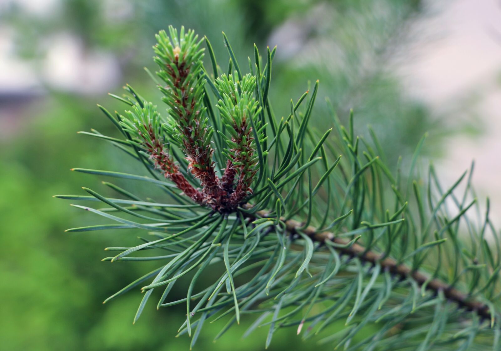 Canon EF-S 18-135mm F3.5-5.6 IS STM sample photo. Needles, nature, conifer photography