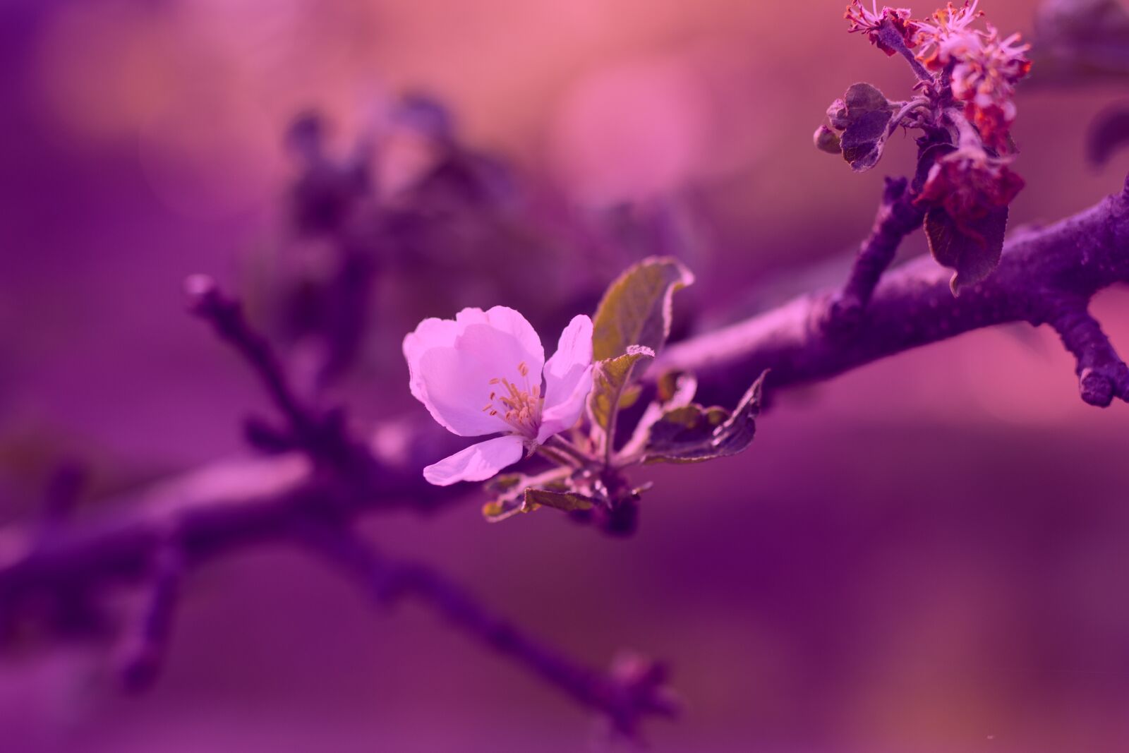 Canon 50mm F1.4 DG HSM | Art 014 sample photo. Apple tree, apple, blossom photography