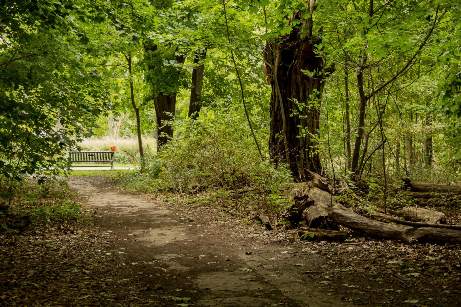 Canon EOS 60D sample photo. Woods, forest, path photography