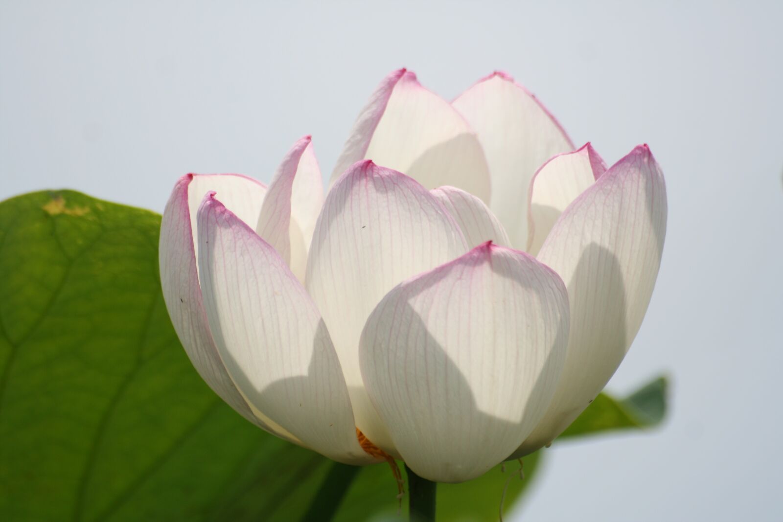 Canon EOS 350D (EOS Digital Rebel XT / EOS Kiss Digital N) sample photo. Lotus, white flowers, pond photography