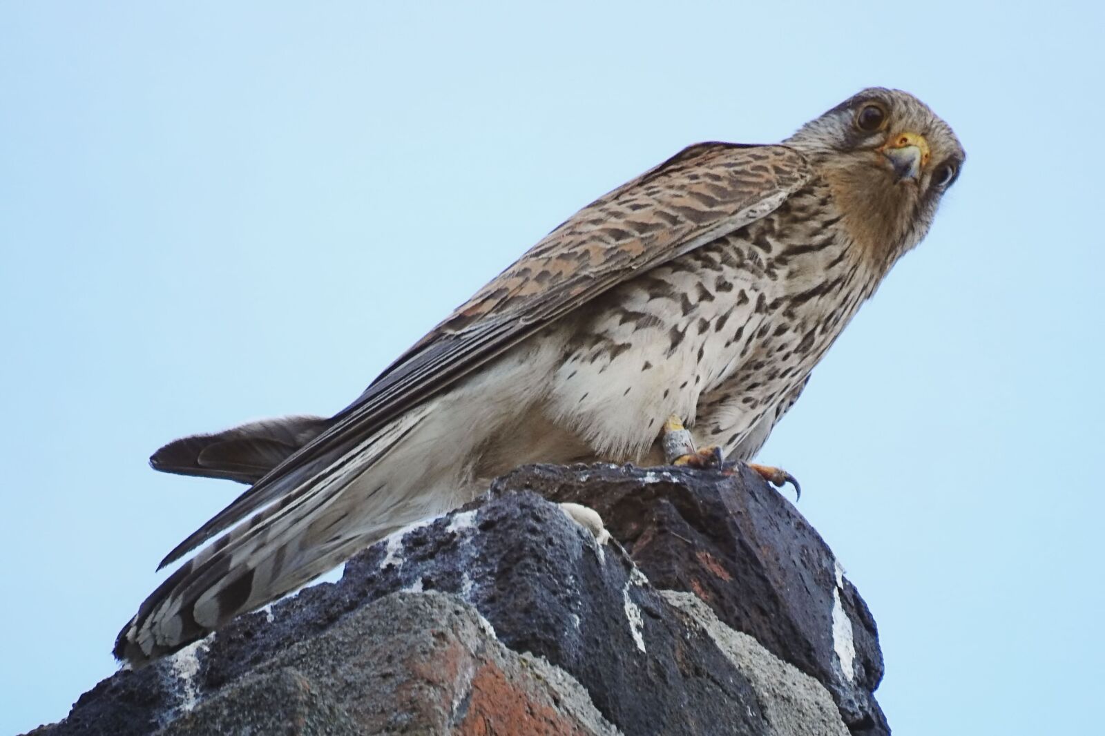 Nikon Coolpix P900 sample photo. Bird, kestrel, bird of photography