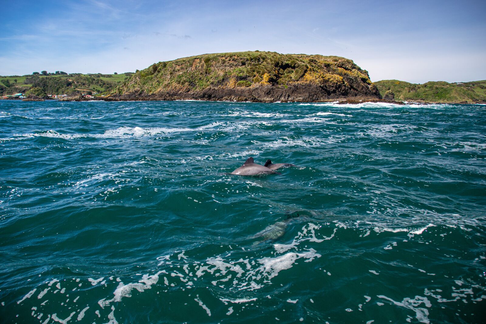 Nikon D3100 sample photo. Chiloe, dolphin, nature photography