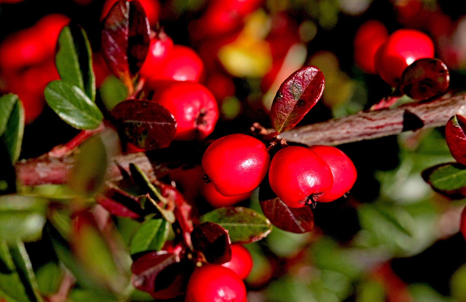 Canon EOS 5D Mark II sample photo. Cotoneaster, cotoneaster crown, shrubs photography
