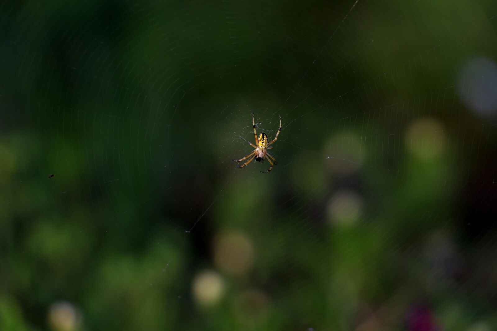 Canon EOS 700D (EOS Rebel T5i / EOS Kiss X7i) + Canon EF-S 18-135mm F3.5-5.6 IS STM sample photo. Spider, network, nature photography