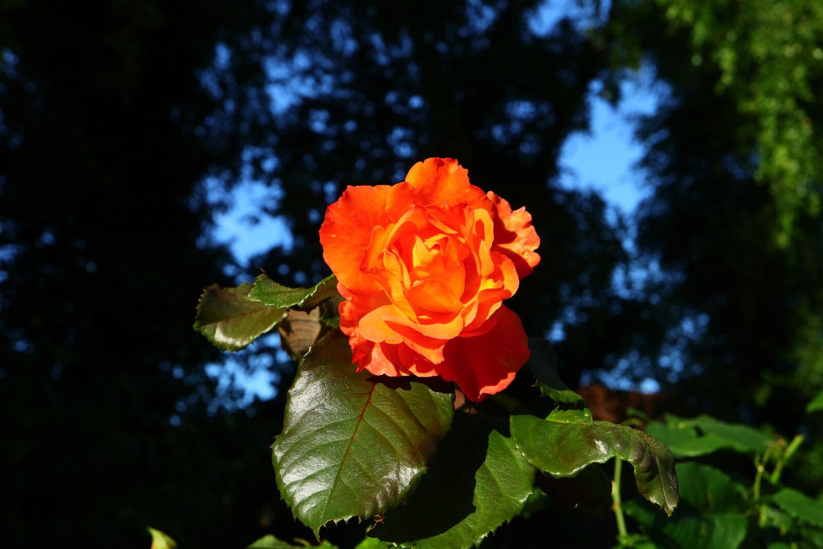 Canon EOS M5 sample photo. Rose, rosenstock, summer photography