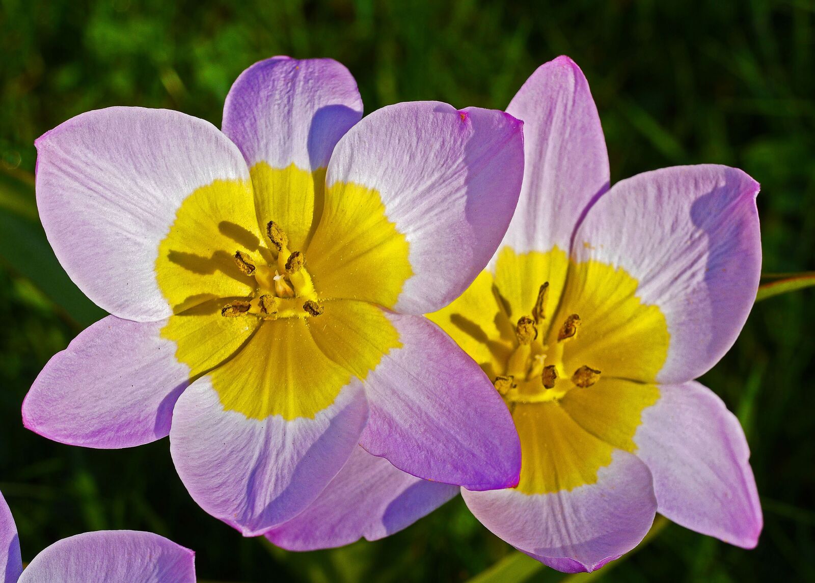 Panasonic Lumix DMC-GH3 sample photo. Wild tulips, flowers, flower photography