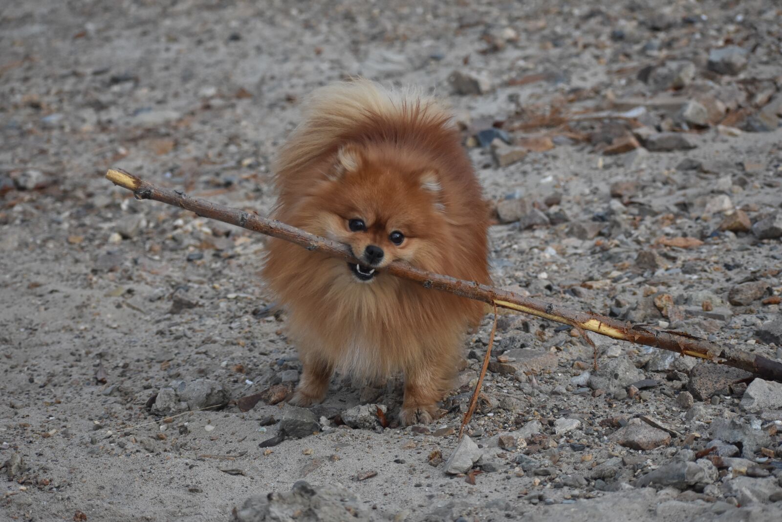 Nikon D3400 sample photo. Dog, plays, stick photography