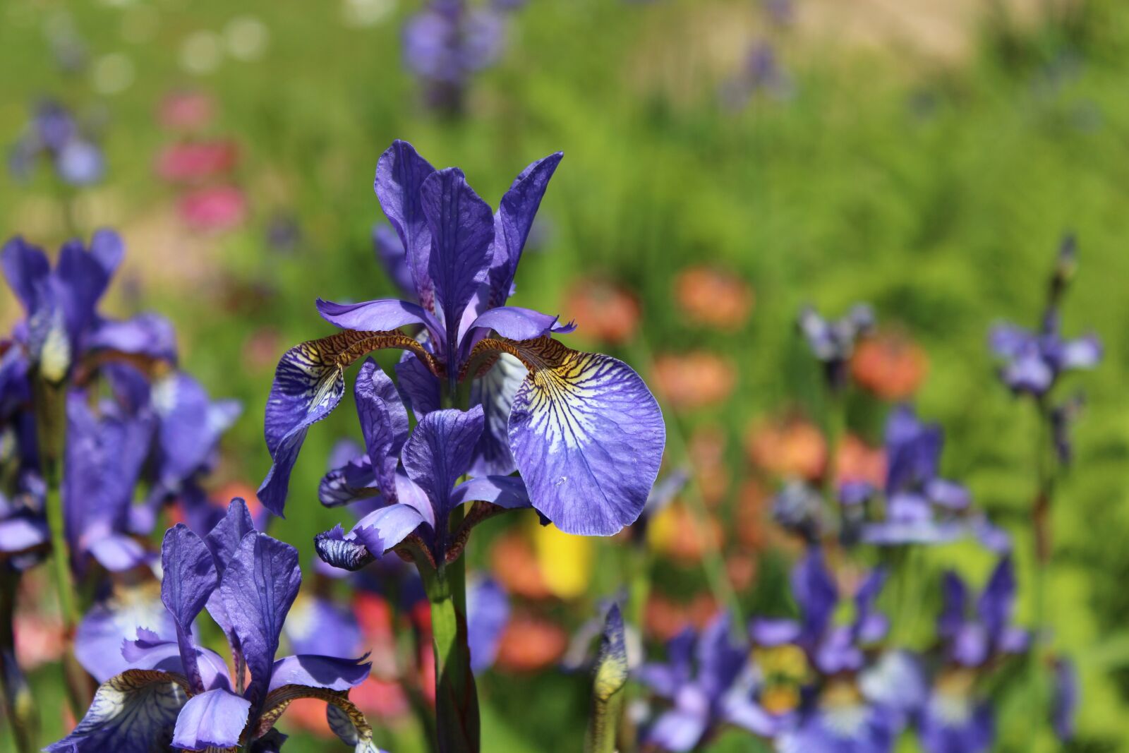 Canon EOS 650D (EOS Rebel T4i / EOS Kiss X6i) sample photo. Flower, nature, flora photography