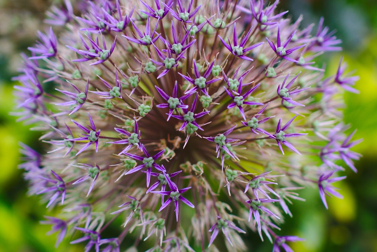 Sony a6000 + Sony Sonnar T* E 24mm F1.8 ZA sample photo. Flower, macro, blossom photography