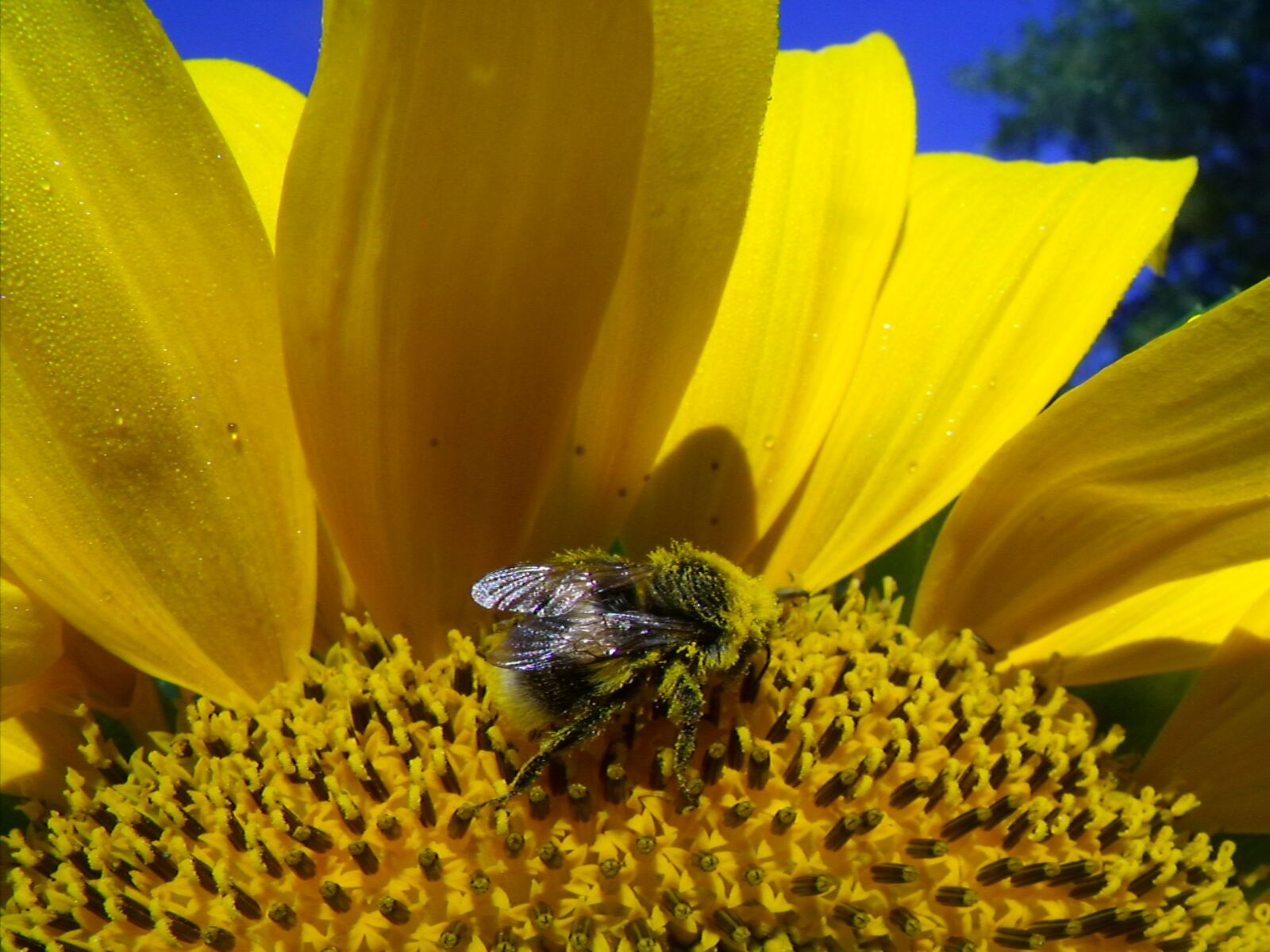 Fujifilm FinePix S1500 sample photo. Sunflower, hummel, blossom photography