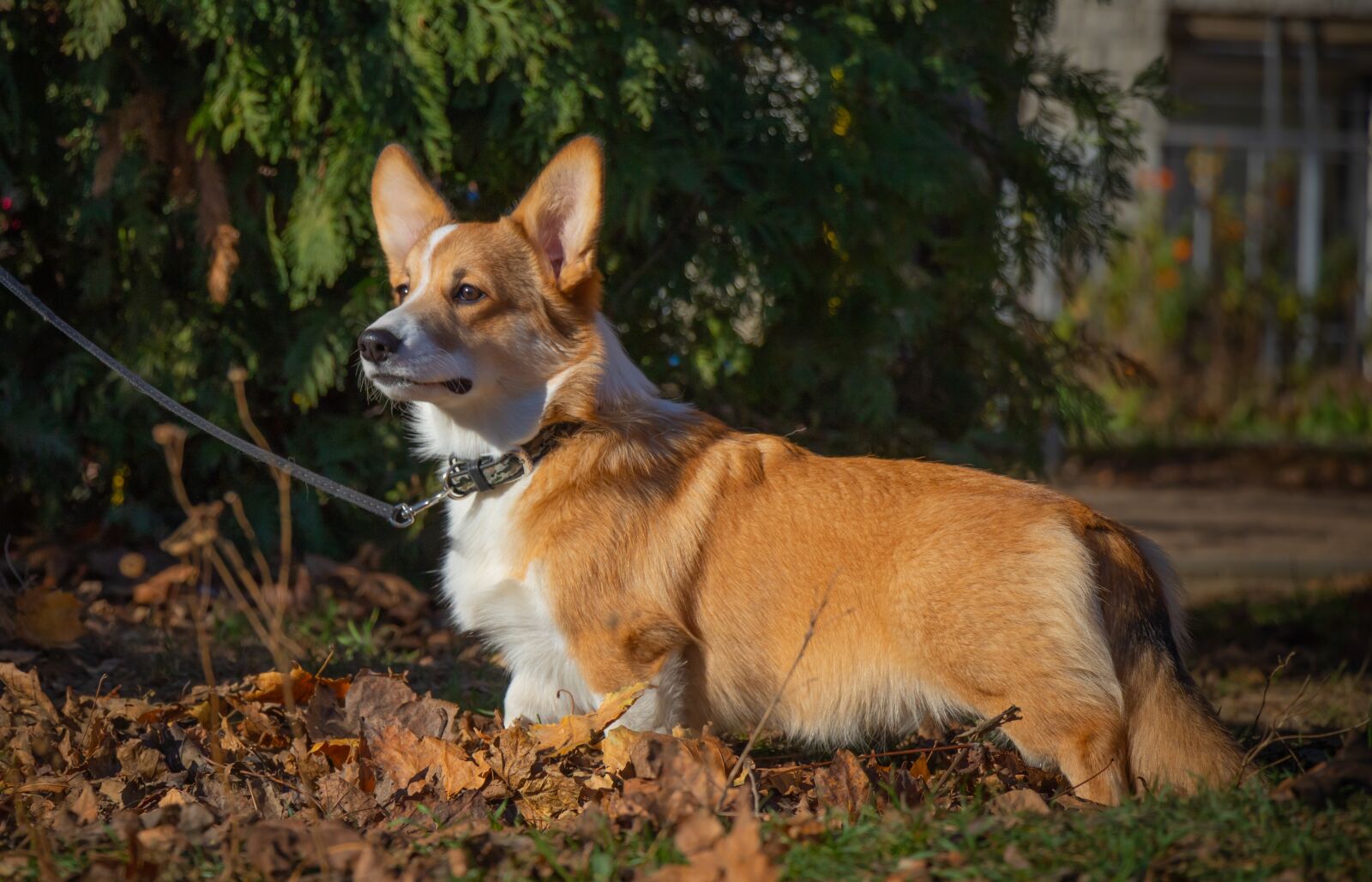 Canon EF-S 18-135mm F3.5-5.6 IS USM sample photo. Corgi, welsh corgi pembroke photography