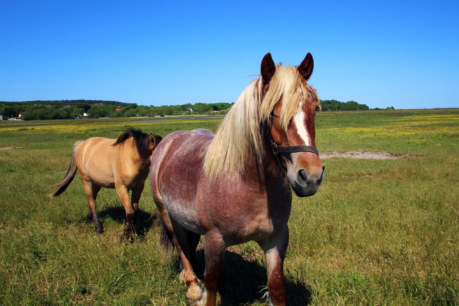 Canon EOS 700D (EOS Rebel T5i / EOS Kiss X7i) sample photo. Horses, meadow, nature photography