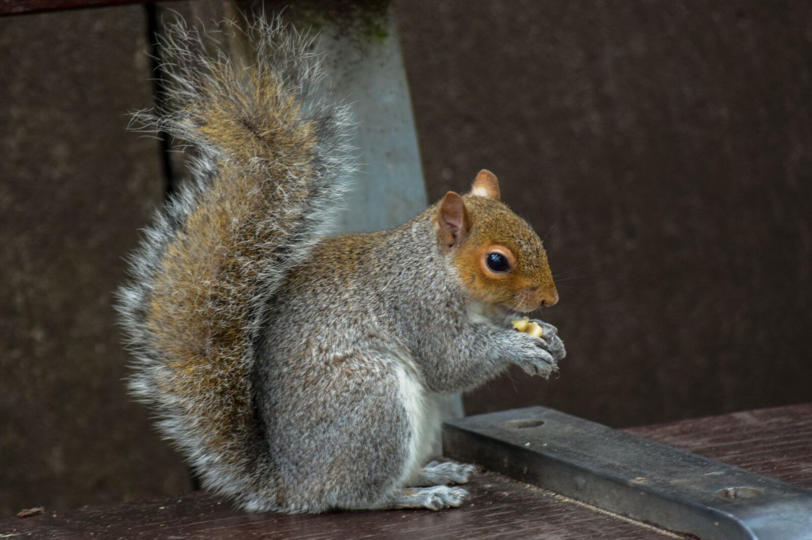 Nikon D3300 sample photo. Squirrel, animal, rodent photography