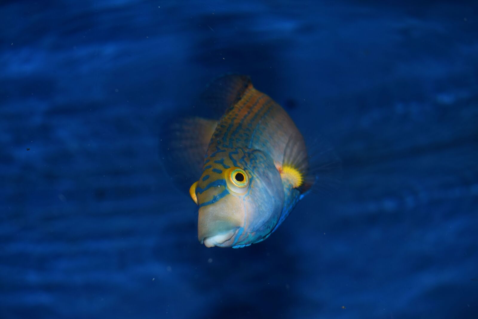 Nikon D3300 sample photo. Fish, blue, animal photography