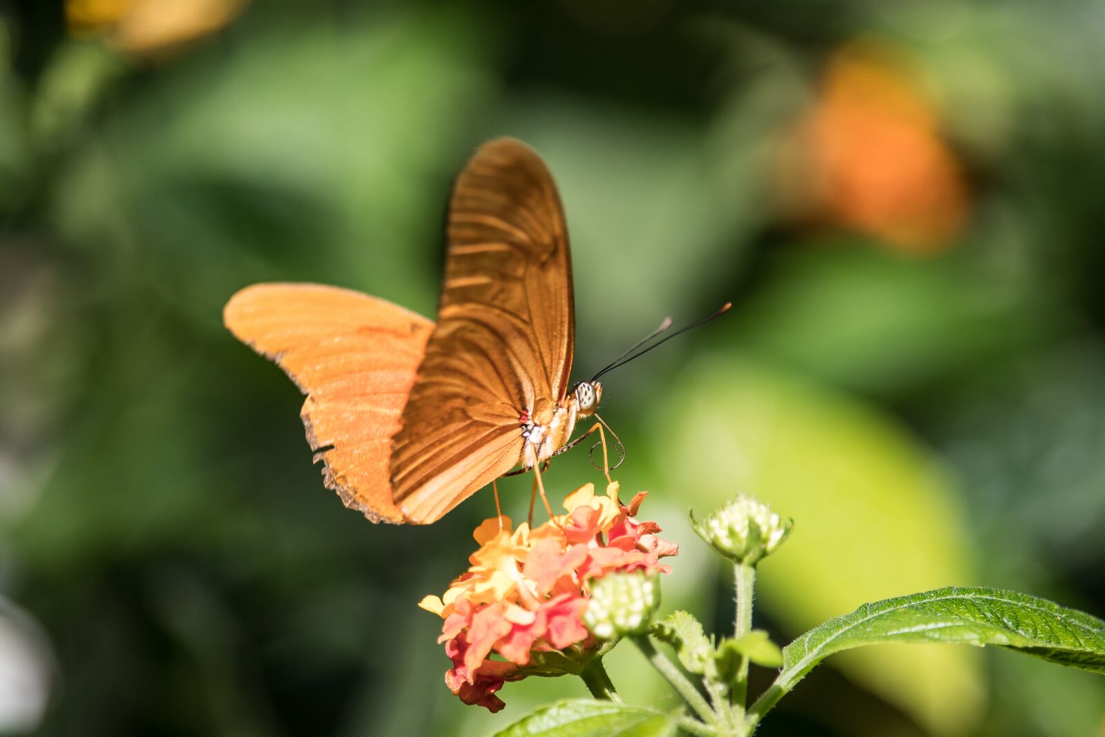 Canon EF-S 55-250mm F4-5.6 IS STM sample photo. Butterfly, butterflies, animal photography