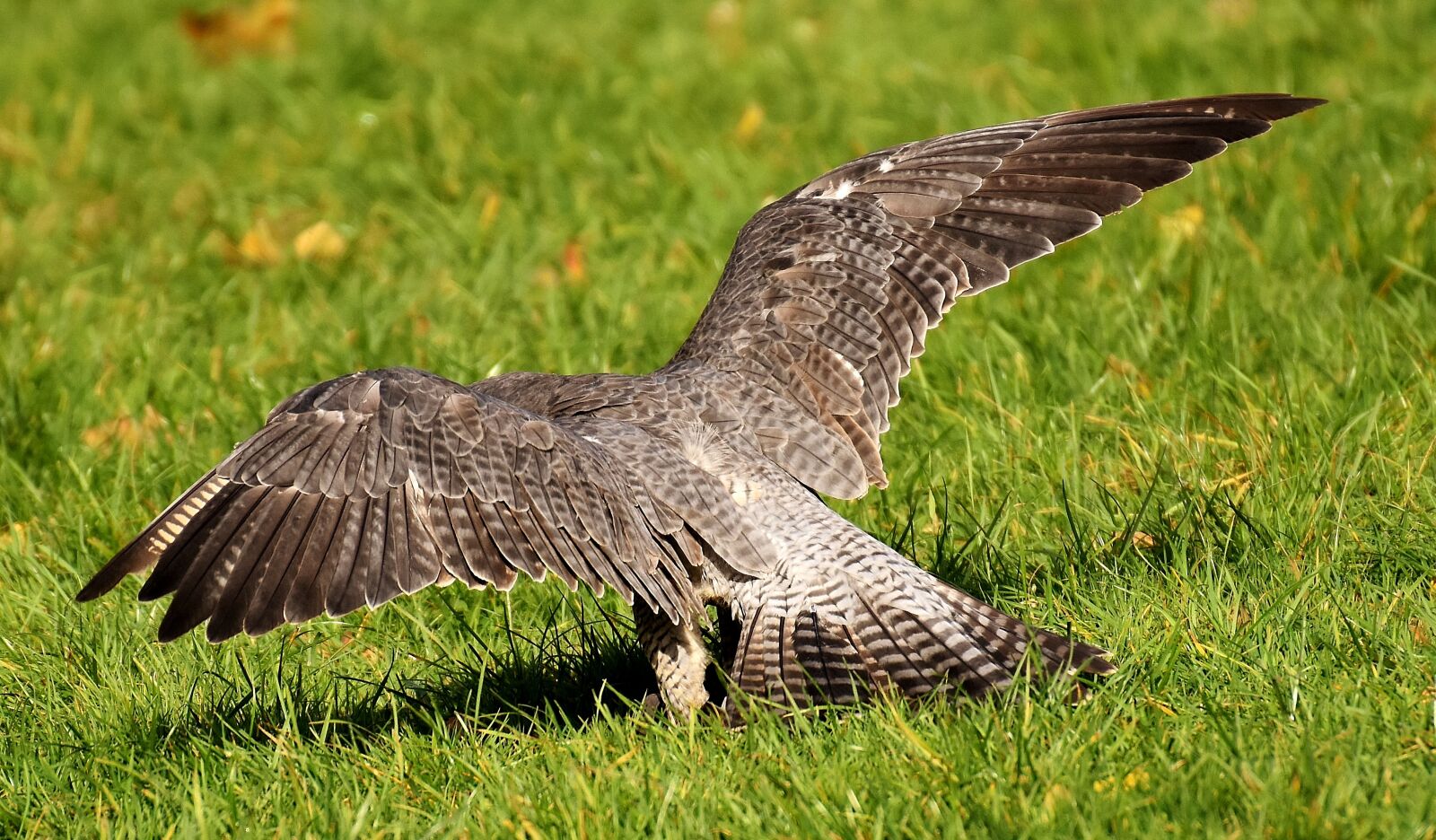 Nikon D7200 sample photo. Falcon, bird of prey photography
