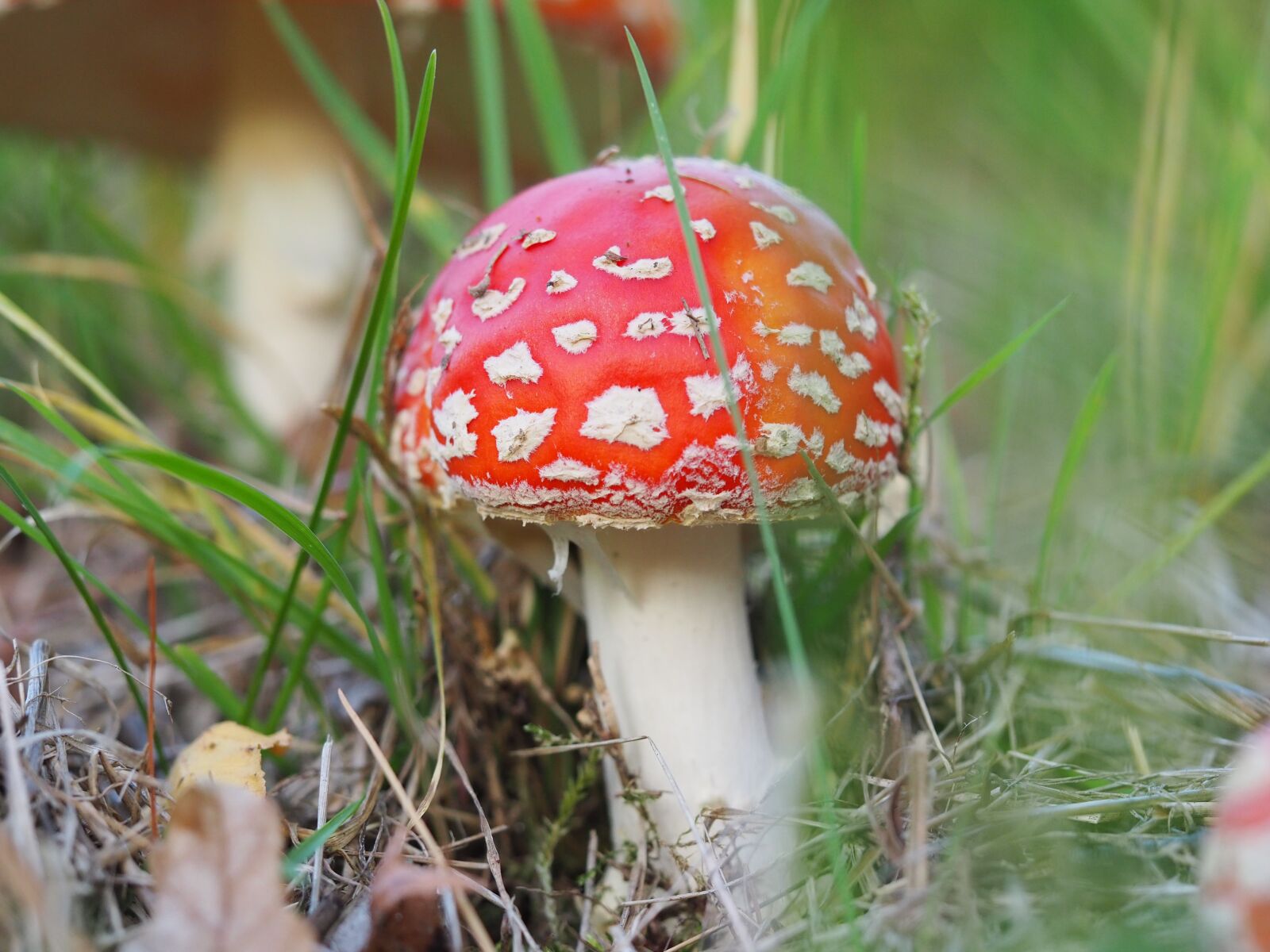 Olympus OM-D E-M10 III sample photo. Fly agaric, mushroom, forest photography