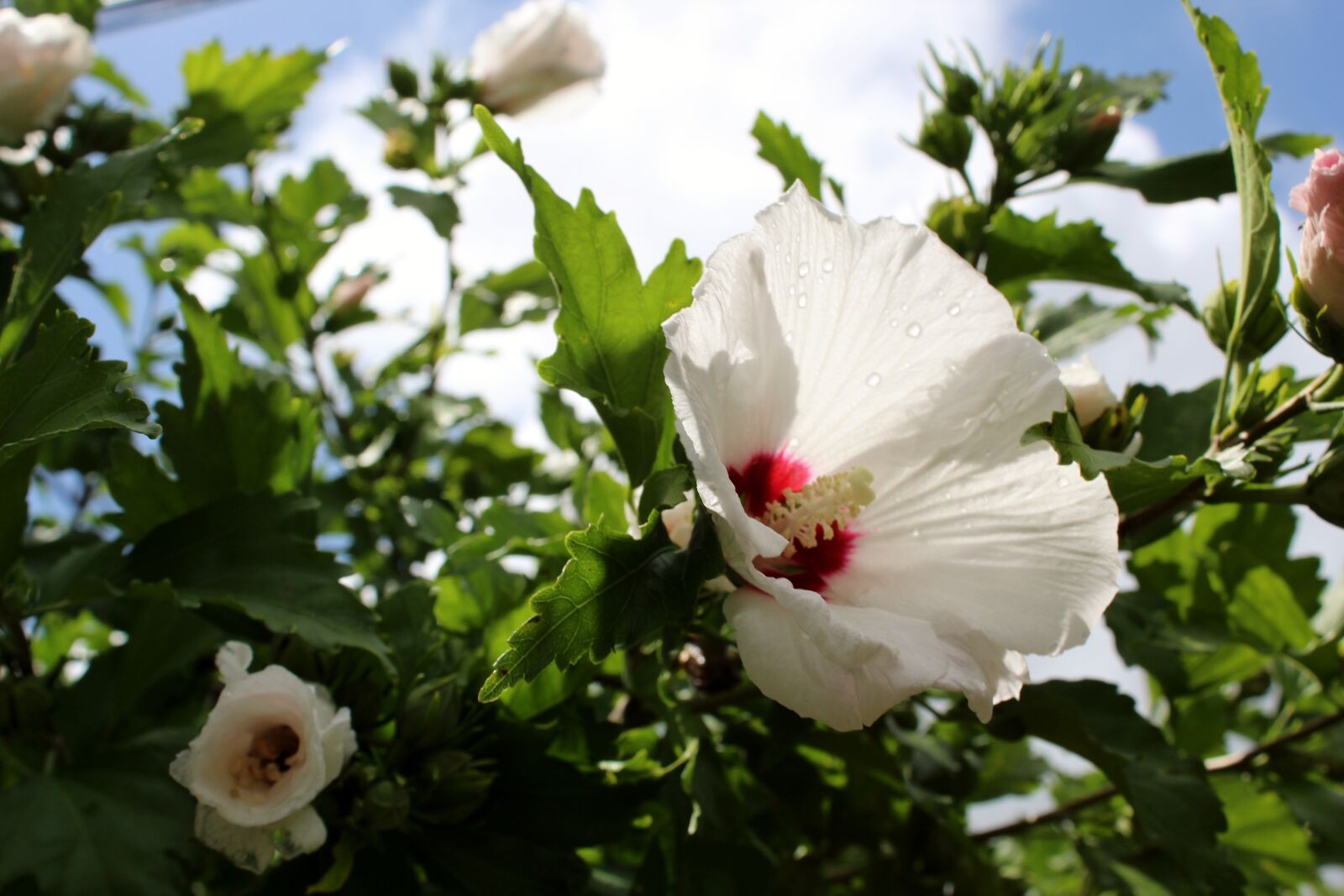 Canon EOS 1300D (EOS Rebel T6 / EOS Kiss X80) sample photo. Rose of sharon, flower photography