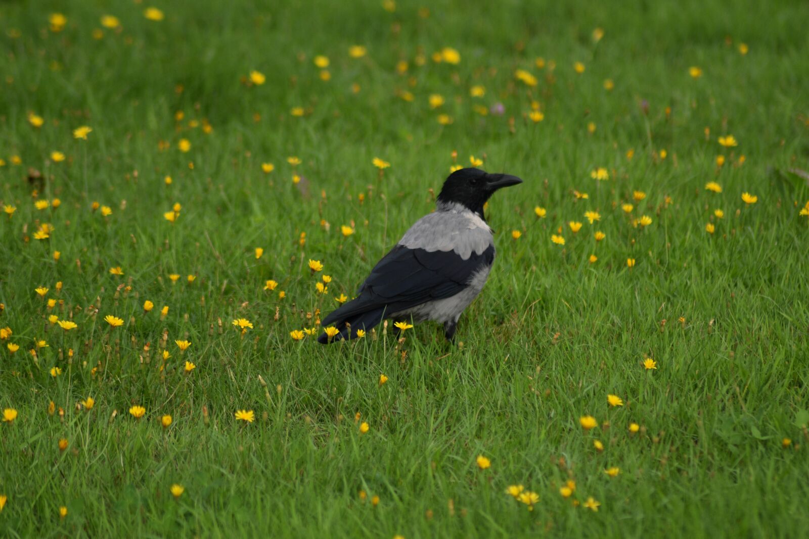 Nikon D3400 sample photo. Crow, bird, grass photography