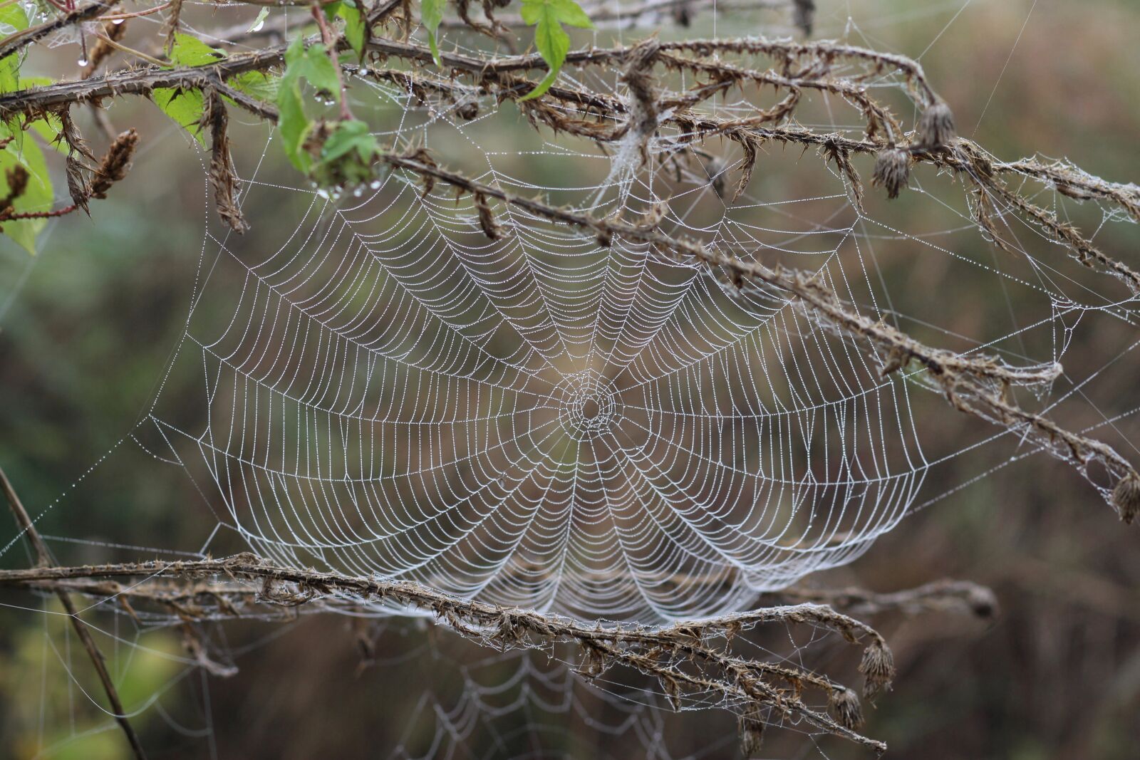 Canon EOS 700D (EOS Rebel T5i / EOS Kiss X7i) + Canon EF 85mm F1.8 USM sample photo. Spider web, drops, dew photography