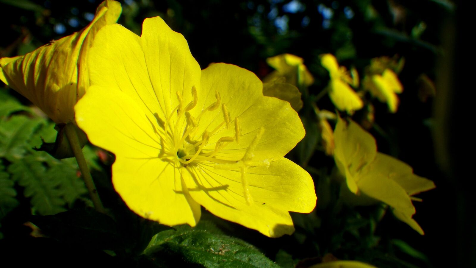 Pentax Optio WG-2 sample photo. Yellow flower, floral, yellow photography