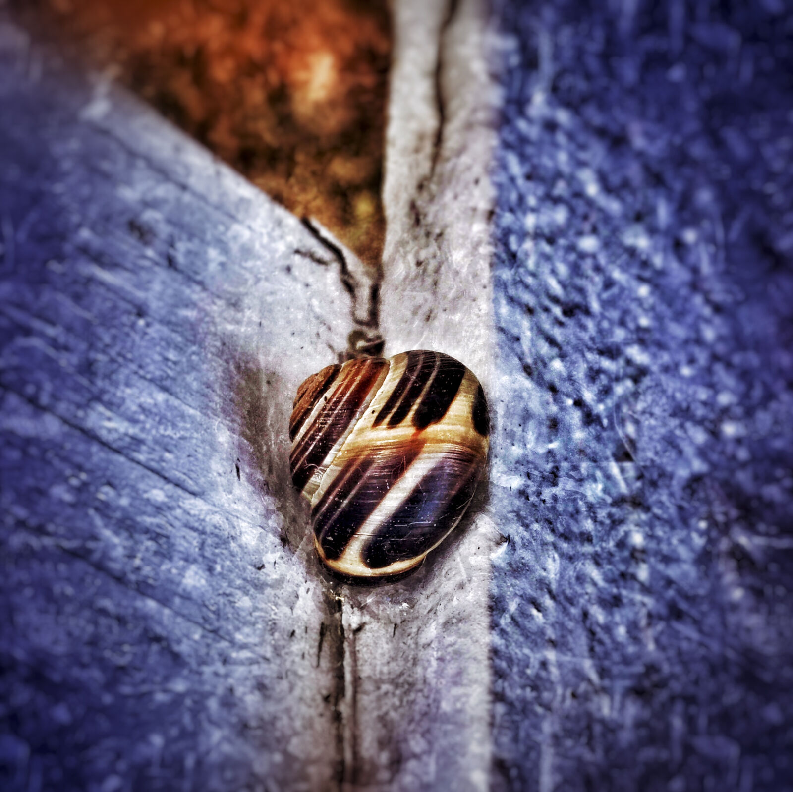 iPhone 6 Plus back camera 4.15mm f/2.2 sample photo. Animal, fence, slug, snail photography