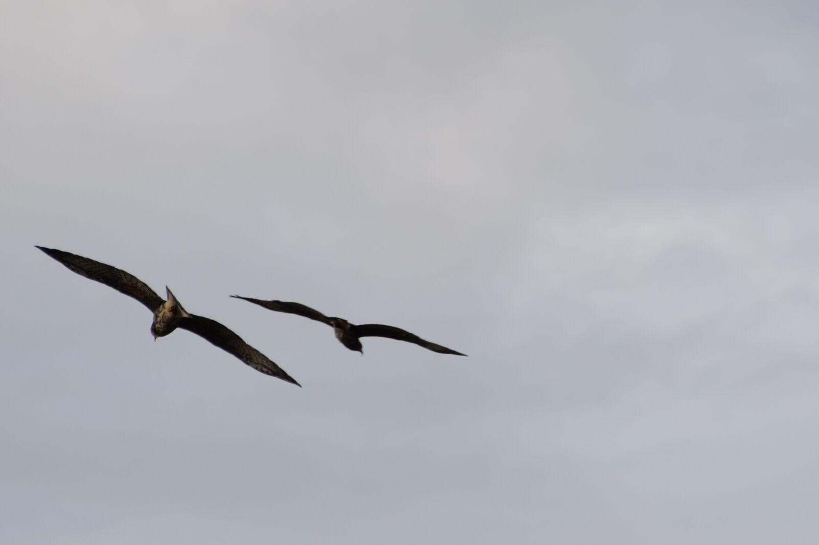 Nikon D610 sample photo. Hawks, flying, together photography