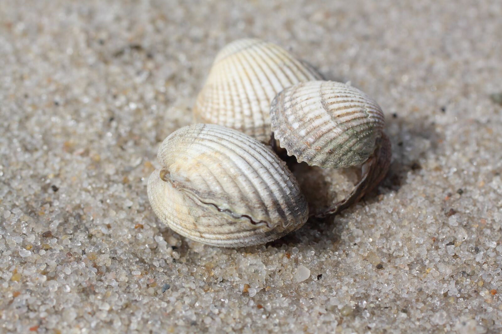 Canon EOS 50D sample photo. Mussels, beach, sand photography