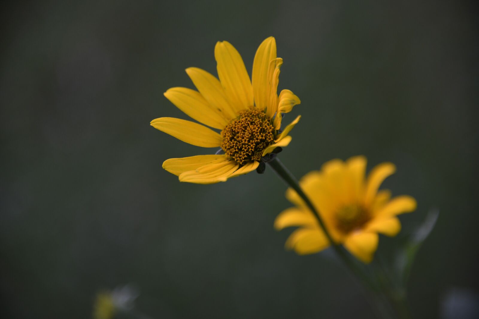 Nikon D850 sample photo. Jerusalem artichoke, flower, yellow photography