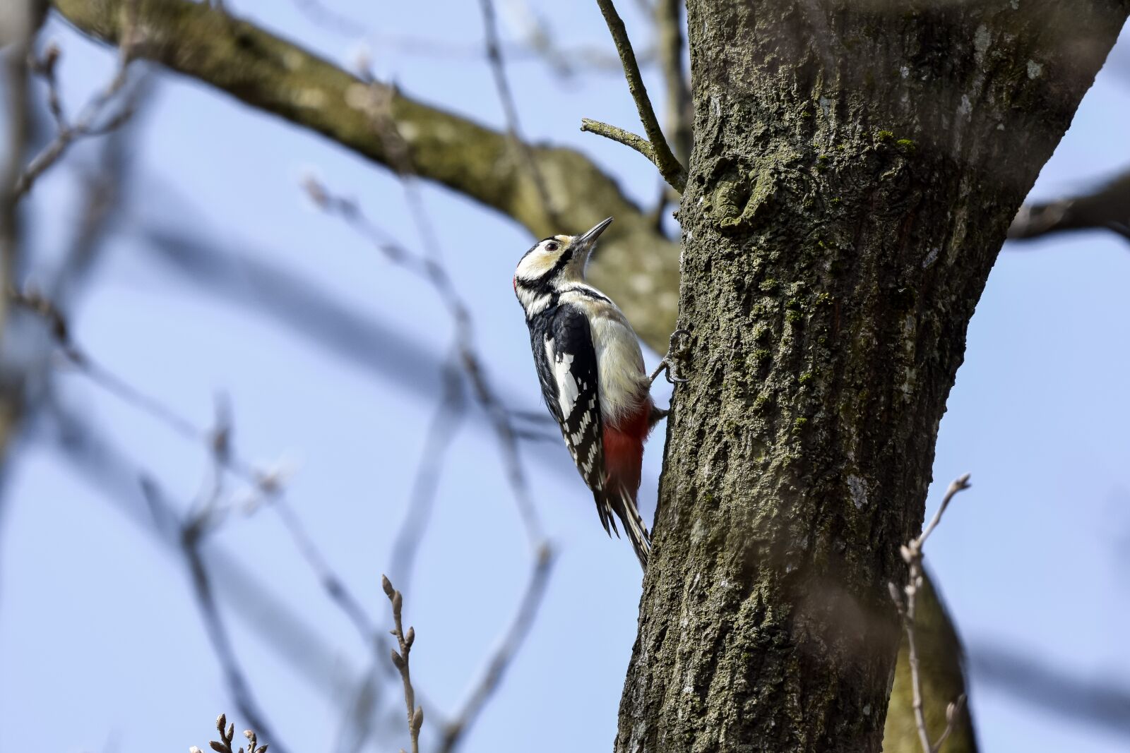 Nikon D7200 sample photo. Animal, forest, wood photography
