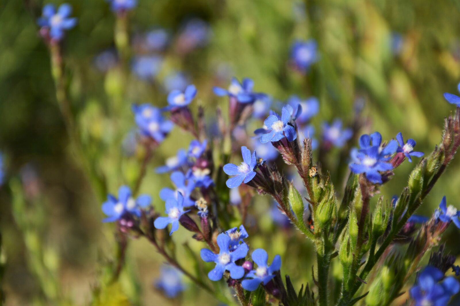 Nikon D7100 sample photo. Flower, nature, summer photography