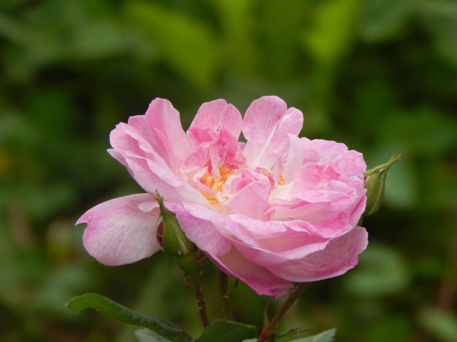 Nikon Coolpix L820 sample photo. Rosa, flower, pink petals photography