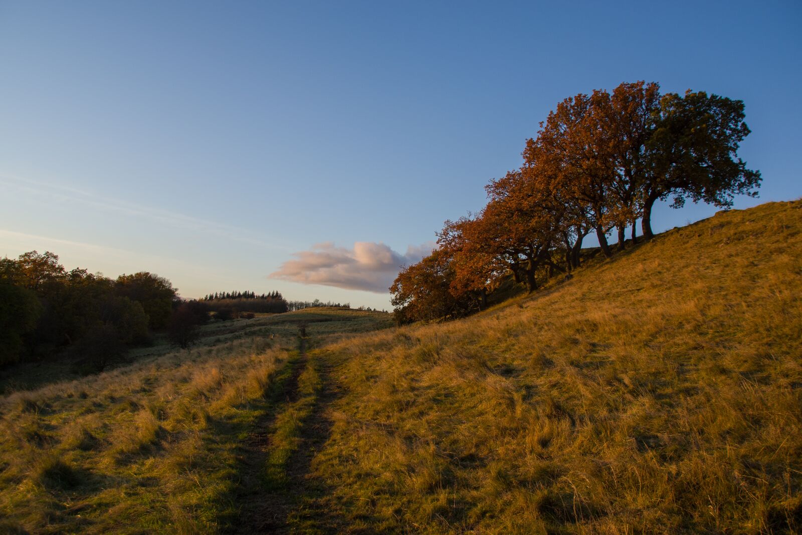 Pentax K-70 sample photo. Tree, sun, autumn photography