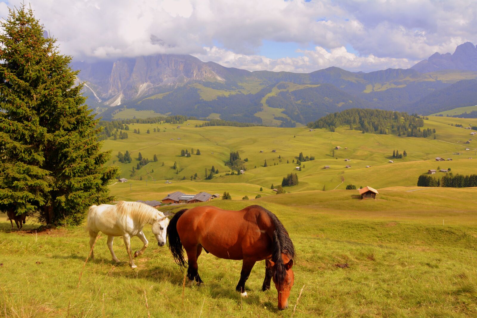 Nikon D7100 sample photo. Horse, tree, prato photography