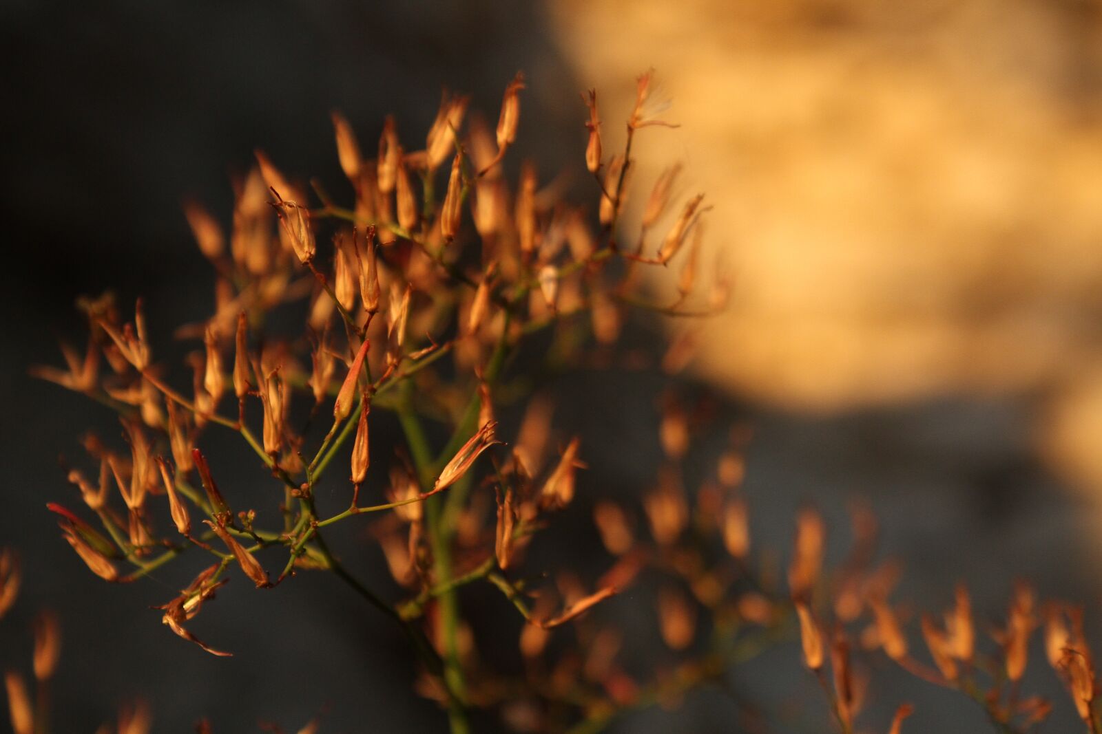 Canon EOS 7D sample photo. Plant, sunset, nature photography