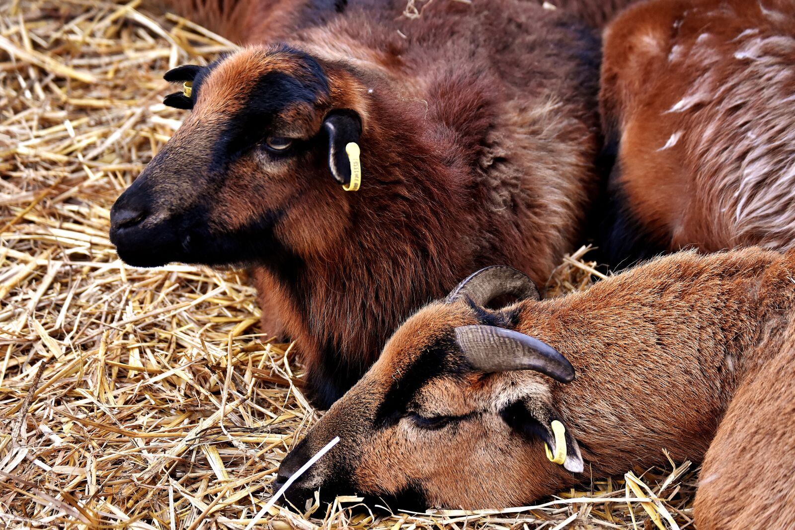 Nikon D7200 sample photo. Sheep, concerns, relaxed photography