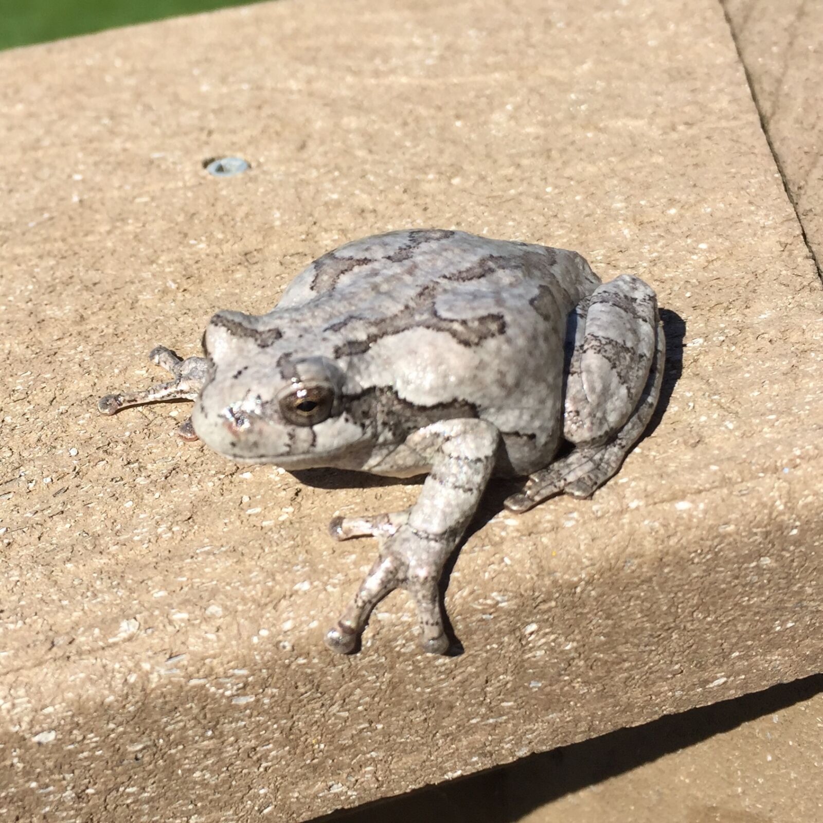 Apple iPhone 6 sample photo. Toad photography
