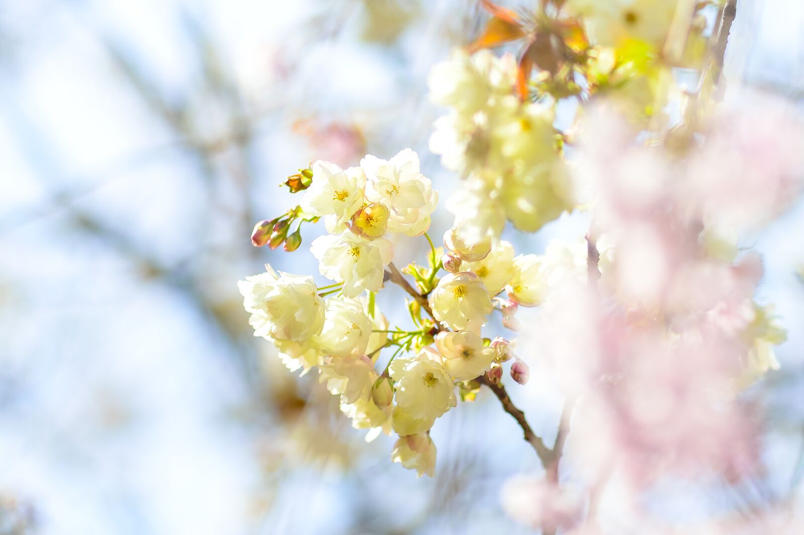 Nikon Df sample photo. Flowers, natural, cherry photography