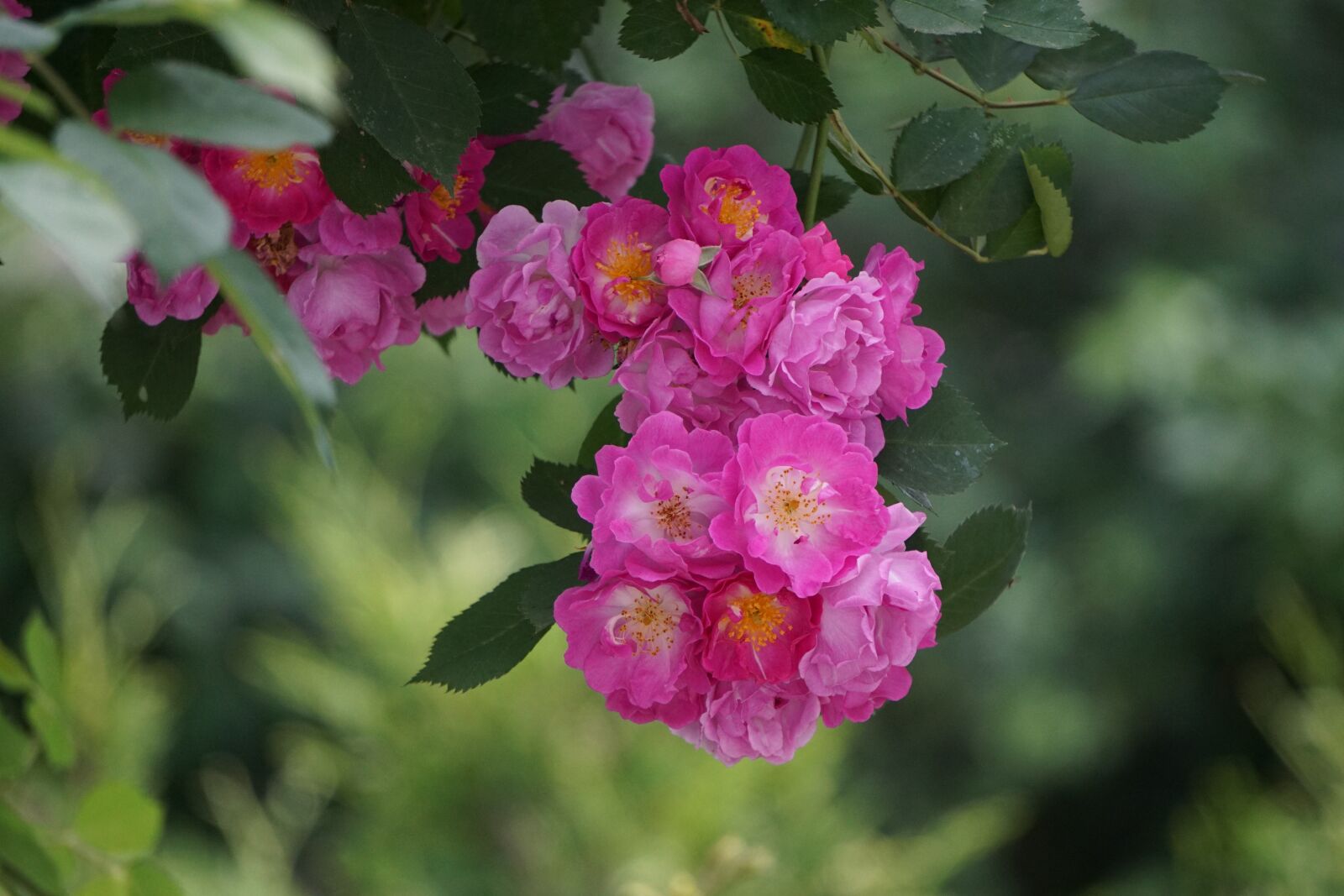 Sony E 55-210mm F4.5-6.3 OSS sample photo. Rose, rose bloom, pink photography