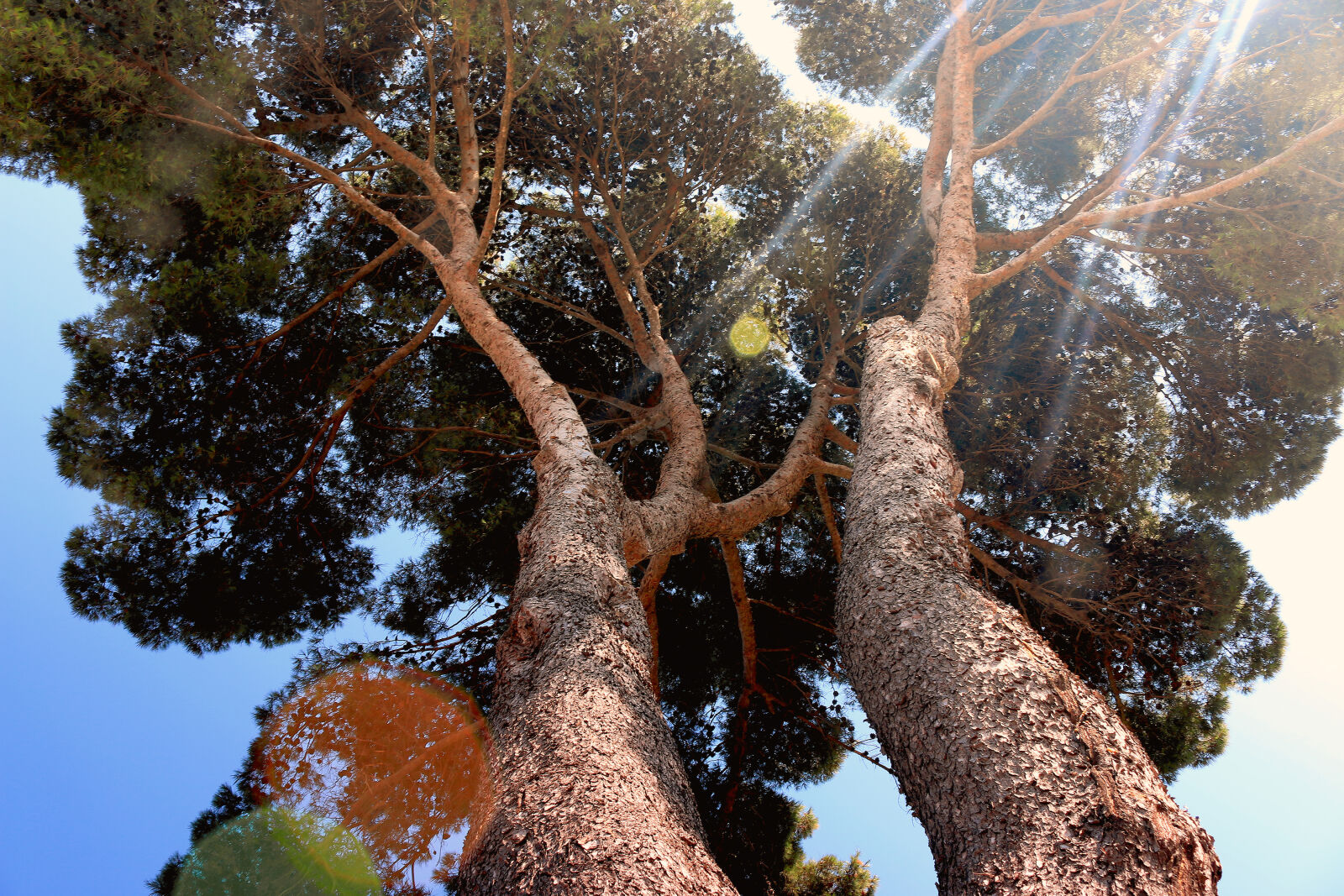 Canon EOS 70D sample photo. Lens, flare, nature, sunny photography