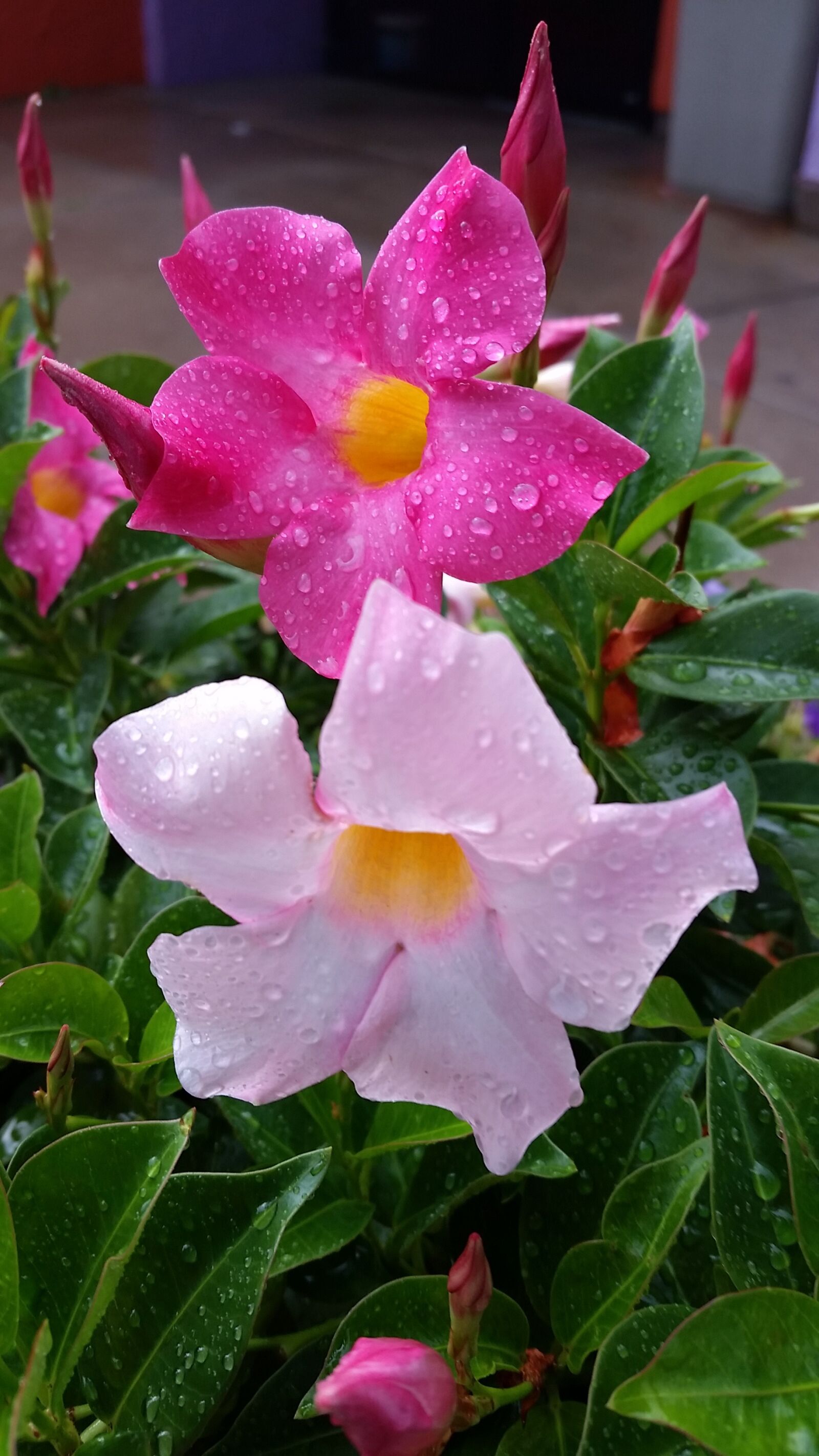 Samsung Galaxy S5 sample photo. Mandevilla, flowers, pink photography