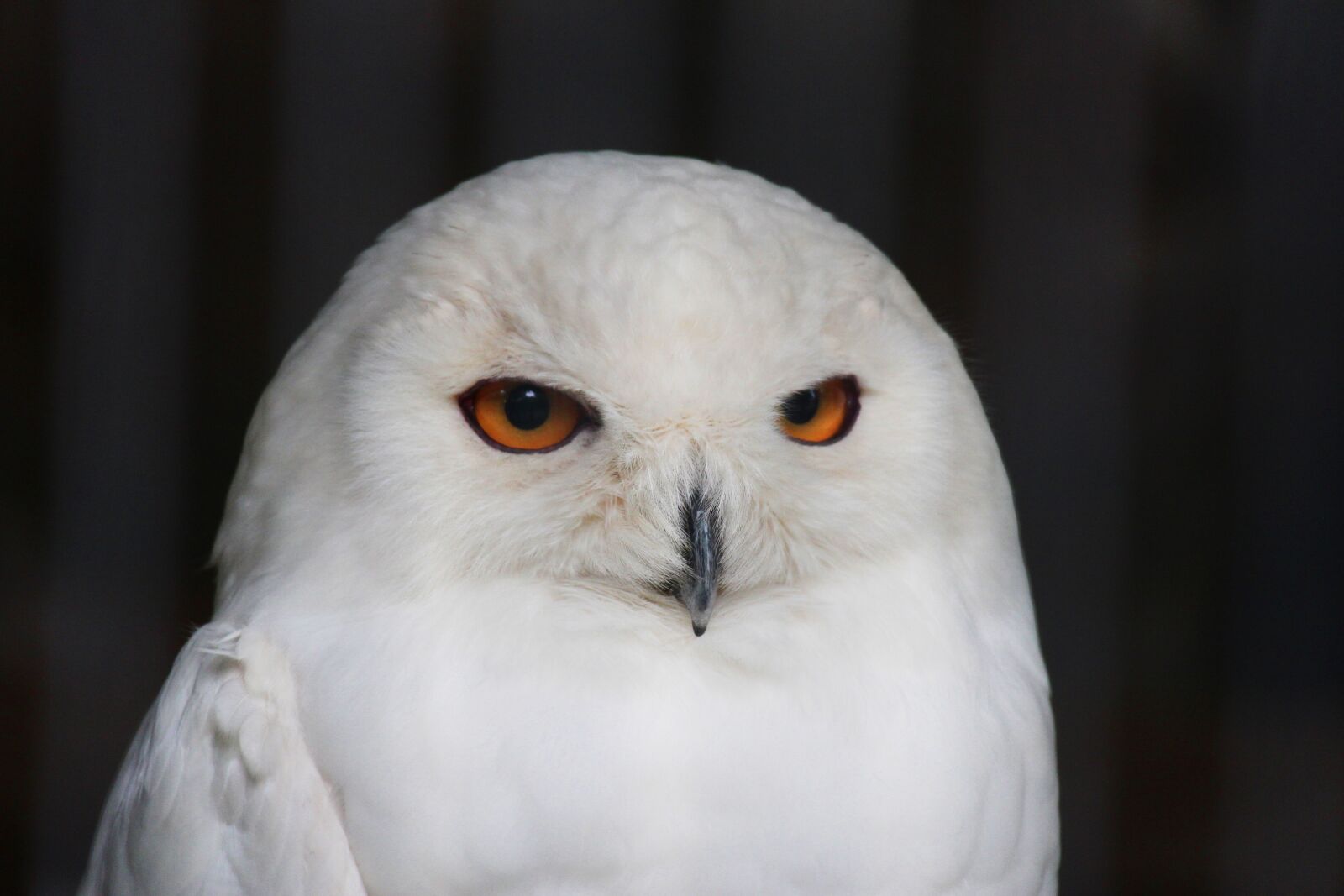 Canon EOS M2 sample photo. Birds of prey, animal photography