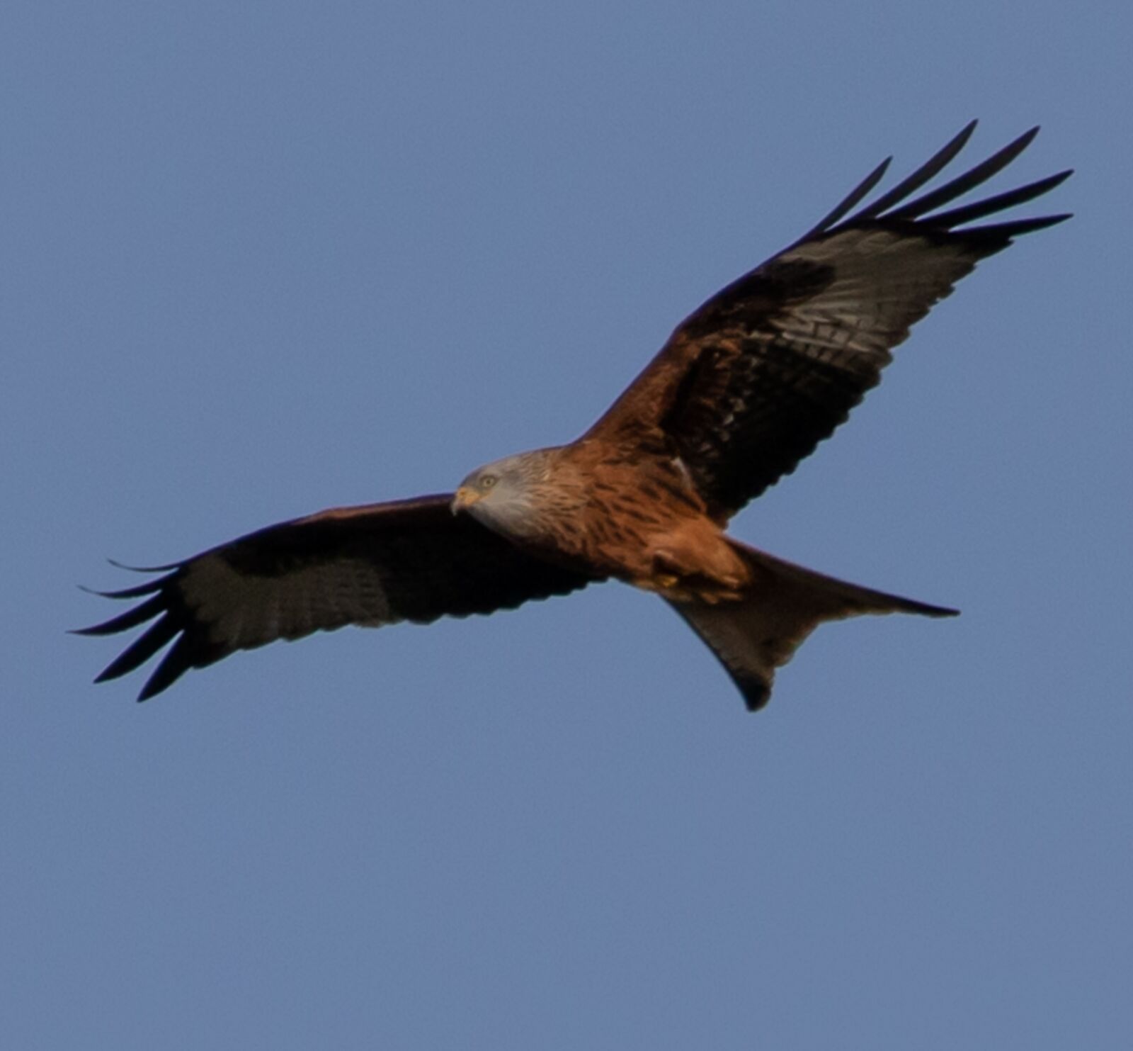 Canon EOS 7D Mark II sample photo. Red kite, flying, soaring photography