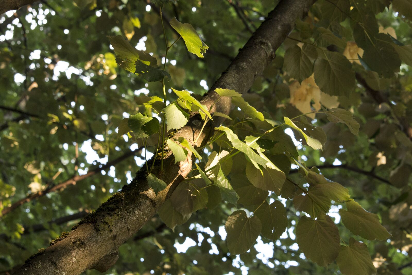 Canon EOS 70D + Canon EF-S 55-250mm F4-5.6 IS STM sample photo. Leaf, tree, spotlight photography
